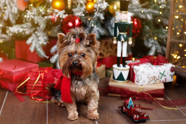Noel Ağacının Yanındaki Köpek Evcil Hayvan Mutlu Yıllar Mutlu Noeller — Stok fotoğraf