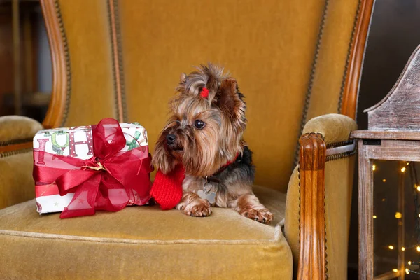 Terrier Sit Tree Gifts — Stock Photo, Image