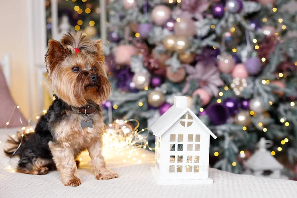 Yılbaşında Yılbaşında Noel Ağacının Yanında Bir Köpek Tebrik Kartı — Stok fotoğraf