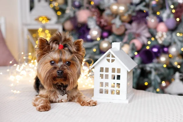 Noel Ağacının Yanında Hediyeli Bir Köpek Takvim — Stok fotoğraf