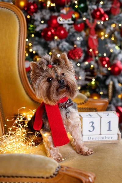 Noel Ağacının Yanında Sevimli Bir Köpek — Stok fotoğraf