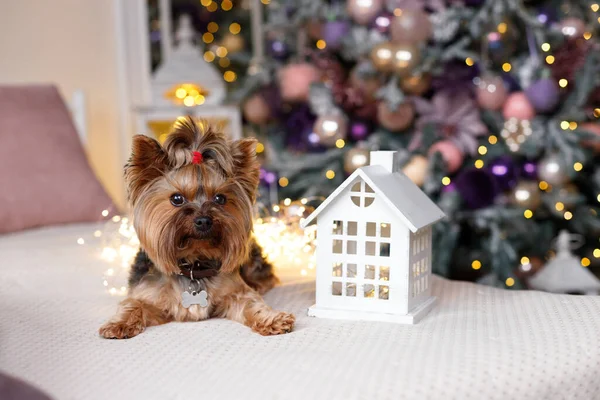 Noel Oyuncağının Yanında Noel Ağacında Sevimli Bir Köpek — Stok fotoğraf