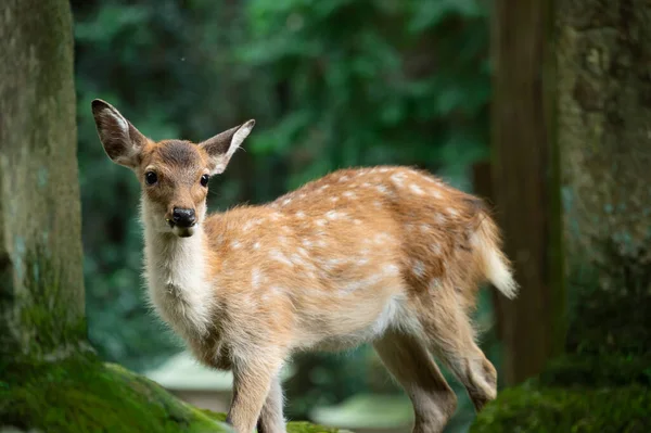 cute wild child deer in Nara,Kansai,Japan is a famous travel place.