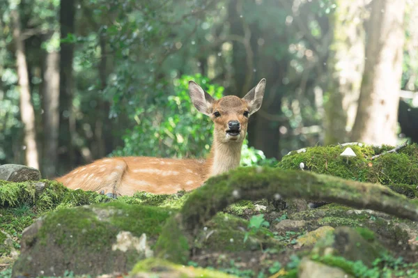 Schattig Wild Kind Hert Nara Kansai Japan Een Beroemde Reisplaats Rechtenvrije Stockafbeeldingen