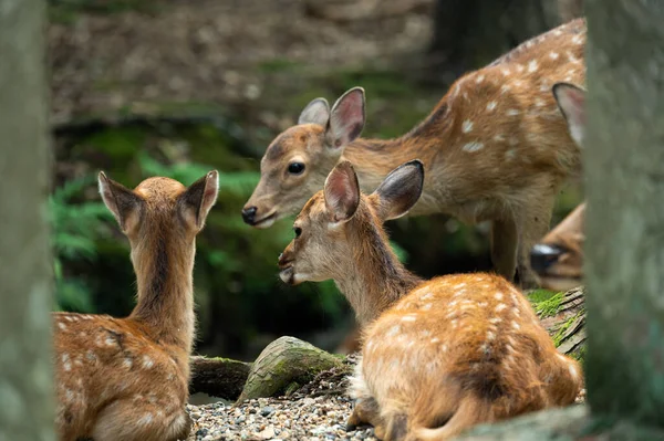 cute wild child deer in Nara,Kansai,Japan is a famous travel place.