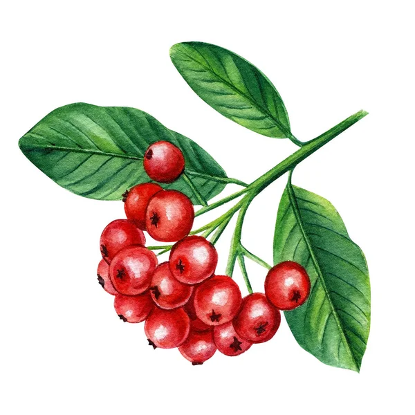 Acuarela rowan caída, bayas con hojas verdes Ilustración pintura botánica. Baya roja aislada sobre fondo. — Foto de Stock