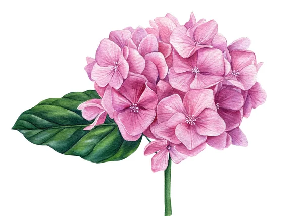 Hortensia rosa flor. Acuarela ilustración dibujada a mano. Diseño de flora — Foto de Stock