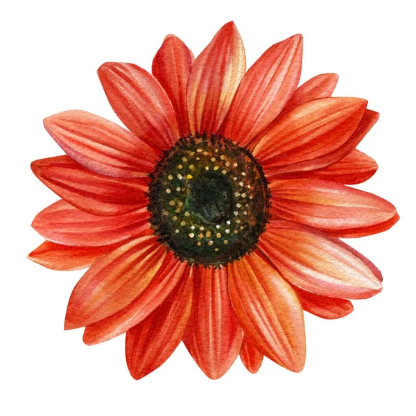 Çiçek kırmızı ayçiçekleri. Suluboya el çizimi çizimi. Flora tasarımı — Stok fotoğraf