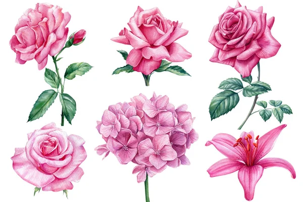 Acquerello fiori delicati ortensia, giglio e rose, set di elementi per il design su uno sfondo bianco isolato — Foto Stock