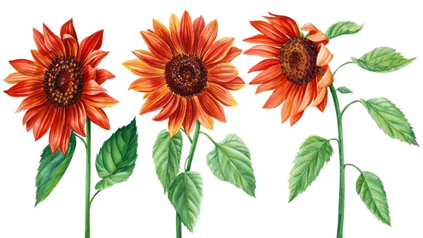 Ηλιοτρόπια, σετ κόκκινων λουλουδιών σε απομονωμένο λευκό φόντο, ακουαρέλα βοτανική απεικόνιση, στοιχεία για το σχεδιασμό — Φωτογραφία Αρχείου