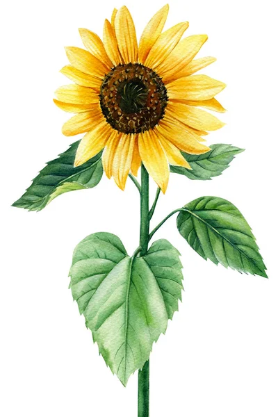 Sonnenblume, gelbe Blume auf isoliertem weißen Hintergrund, Aquarell-Illustration — Stockfoto