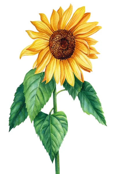 Girassol, flor amarela em um fundo branco isolado, ilustração aquarela — Fotografia de Stock