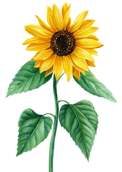 Bunga matahari, bunga kuning pada latar belakang putih yang terisolasi, ilustrasi cat air — Stok Foto
