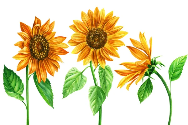 Zonnebloemen, set van gele bloemen op een geïsoleerde witte achtergrond, aquarel met de hand geschilderde elementen voor ontwerp — Stockfoto