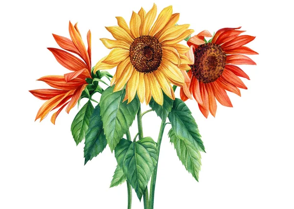Aquarel illustratie met een boeket van zonnebloemen en groene bladeren op een witte achtergrond. — Stockfoto
