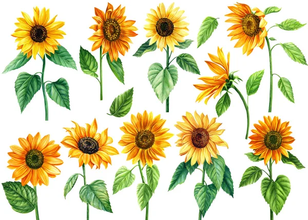 Conjunto de flores de girasoles sobre un fondo blanco aislado, ilustración de acuarela, diseño floral — Foto de Stock