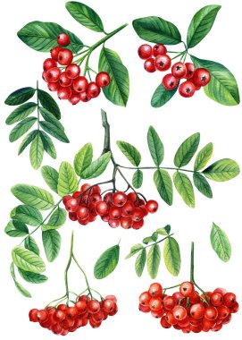 Beyaz arka planda yeşil yapraklı suluboya yaban mersini dalı. Botanik illüstrasyon. 