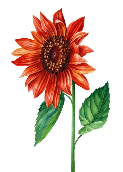 Κόκκινο Ηλιοτρόπιο, λουλούδι σε ένα απομονωμένο λευκό φόντο, υδατογραφία εικονογράφηση, φθινοπωρινή χλωρίδα — Φωτογραφία Αρχείου
