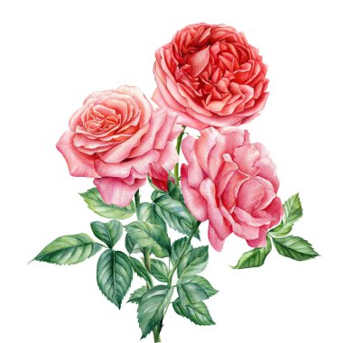 Güller, yapraklar ve dallar, soyutlanmış arka plan, botanik çizimler, suluboya çiçekler