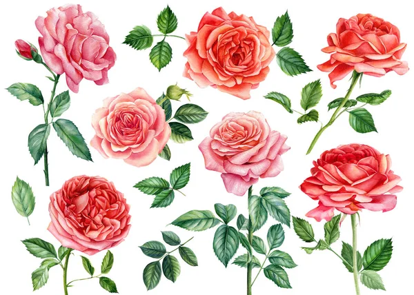 Acuarela flores, conjunto de rosas, hojas y ramas, fondo aislado, ilustración botánica, diseño floral — Foto de Stock