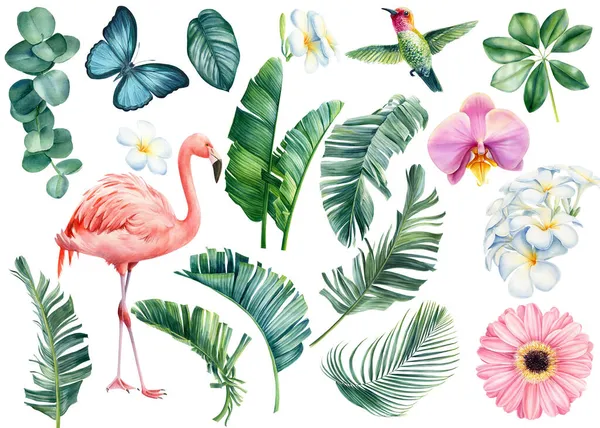 Акварель с тропическими листьями, цветами и птицами. Иллюстрация плюмерия, орхидея, колибри и фламинго — стоковое фото