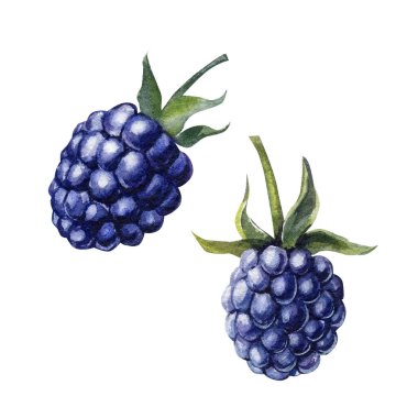 Böğürtlenler, izole edilmiş beyaz arka plan. Suluboya botanik çizimi