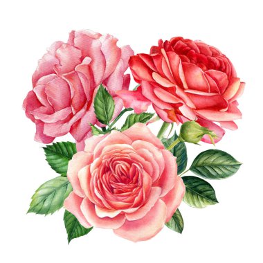 Suluboya çiçekleri, soyutlanmış beyaz arka planda gül dalı, botanik çizimler, çiçek tasarımı elementleri