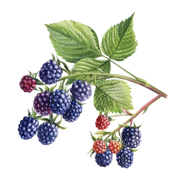 Watercolor blackberries on a branch, isolated white background. Botanical illustration berries — Stock Photo, Image