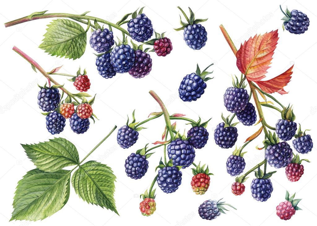 Set of blackberries on a branch, berries and leaves isolated white background. Watercolor botanical illustration