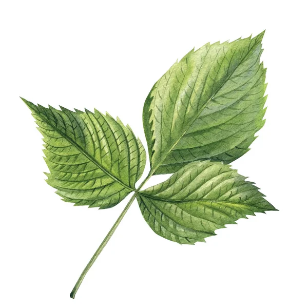 Blad isolerad vit bakgrund. Akvarell botanisk illustration — Stockfoto