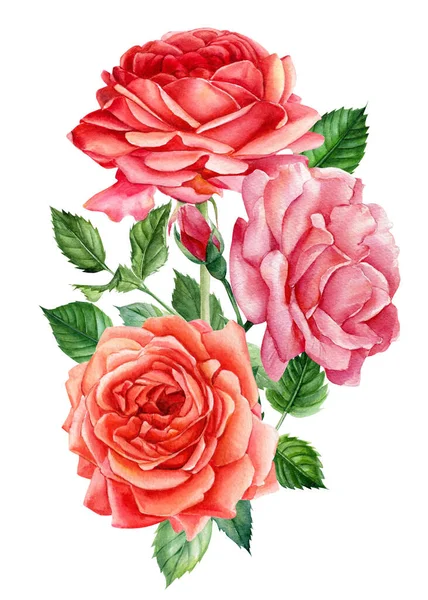 Akvarelové květiny, kytice růží, větvičky na izolovaném pozadí, botanické ilustrace, prvky květinového designu — Stock fotografie