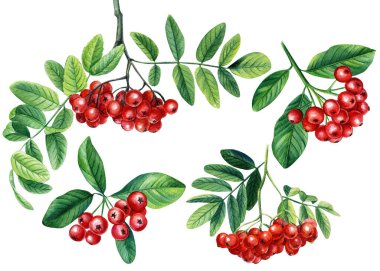 Yeşil yapraklı kırmızı yaban mersini demeti beyaz arkaplanda izole edilmiş suluboya resim çizimi.