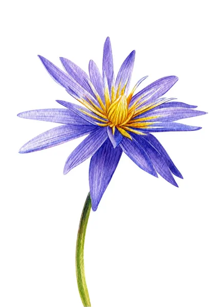 Lotus akvarel, leknín, fialový tropický květ na bílém izolovaném pozadí, ruční kresba — Stock fotografie