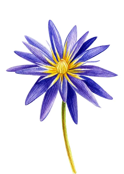 Lotus akvarel, fialová lilie, tropická květina. Ilustrace izolovaná na bílém. Botanická malba, plakát — Stock fotografie