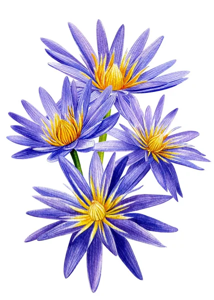 Fialový lotos, leknín, tropický květ. Akvarelové ilustrace izolované na bílém. — Stock fotografie