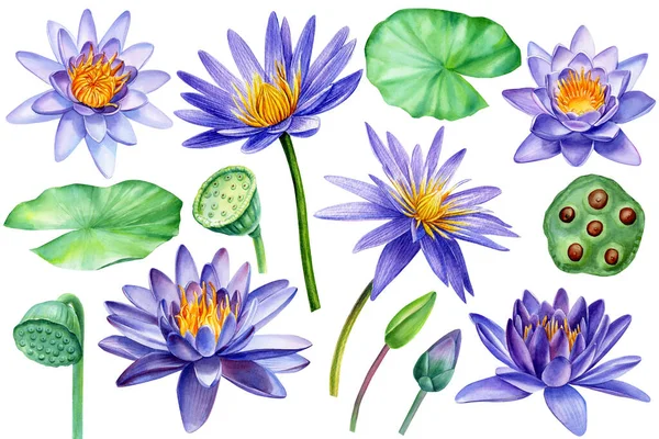Установите фиолетовые цветы, листья, семена и почки лотоса на изолированном белом фоне, рисунок акварелью руки — стоковое фото