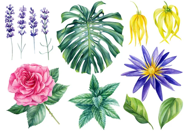 Sada květin, akvarel lotos, levandule, ylang-ylang, růže, monstera list, botanické ilustrace — Stock fotografie