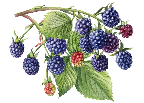 Branch with berries and leaves isolated white background. Watercolor botanical illustration blackberries — Stock Photo, Image