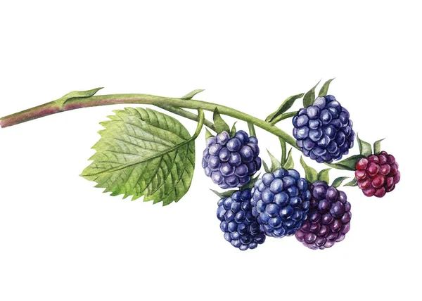 Watercolor blackberries on a branch, isolated white background. Botanical illustration berries — Stock Photo, Image