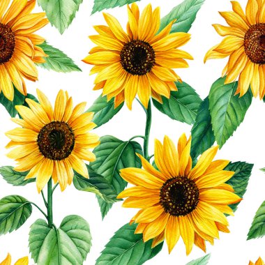 Ayçiçeği çiçekleri olan zarif, pürüzsüz bir desen. Suluboya El ambalaj kağıdı ve tekstil baskısı için resim çizdi. Yüksek kaliteli illüstrasyon