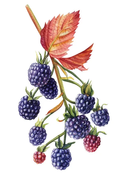 가지에 있는 가을의 블랙베리, 열매 및 잎들은 흰 바탕을 떨어져 나간다. 수채화의 삽화 — 스톡 사진