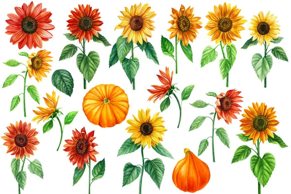 Σύνολο από ηλιοτρόπια και κολοκύθες, ακουαρέλα βοτανική απεικόνιση, floral design elements — Φωτογραφία Αρχείου