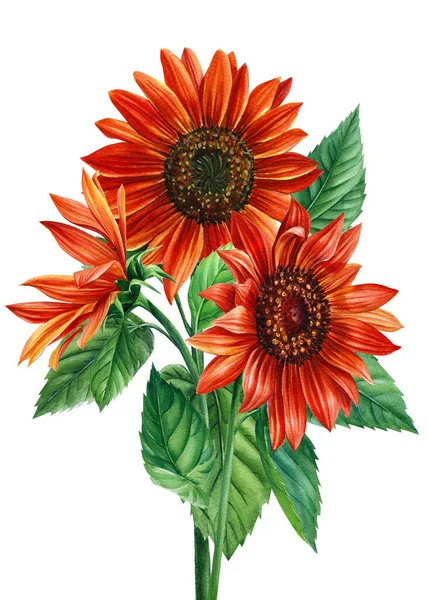 Girassóis aquarela. Flores vermelhas Ilustração desenhada à mão para papel de embrulho, impressão têxtil. — Fotografia de Stock