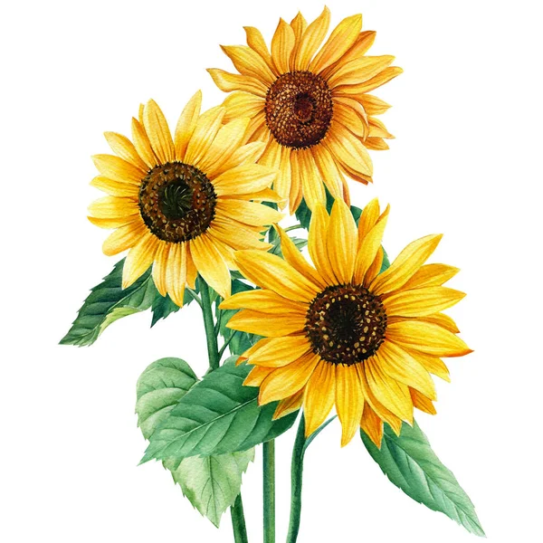 Girasoli acquerello. Fiori di girasole Illustrazione disegnata a mano per carta da regalo, stampa tessile. — Foto Stock