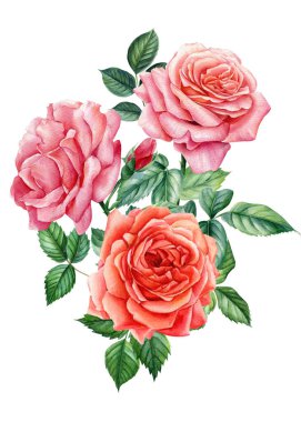 Suluboya çiçekleri, soyutlanmış beyaz arka planda gül dalı, botanik çizimler, çiçek tasarımı elementleri