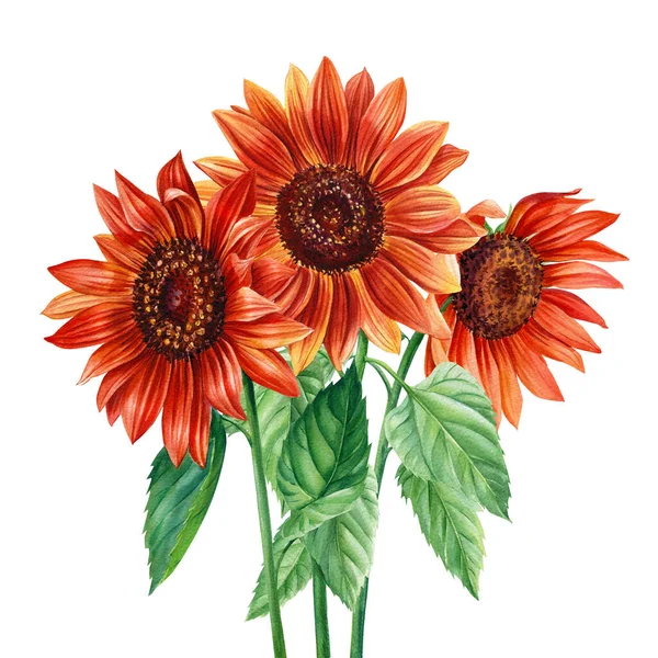 Bunga matahari berwarna air. Bunga merah Ilustrasi tangan untuk pembungkus kertas, pencetakan tekstil. — Stok Foto