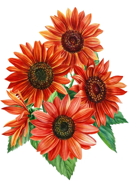 Girassóis Flores Sol Ilustração Botânica Aquarela Design Floral Ilustração Alta — Fotografia de Stock