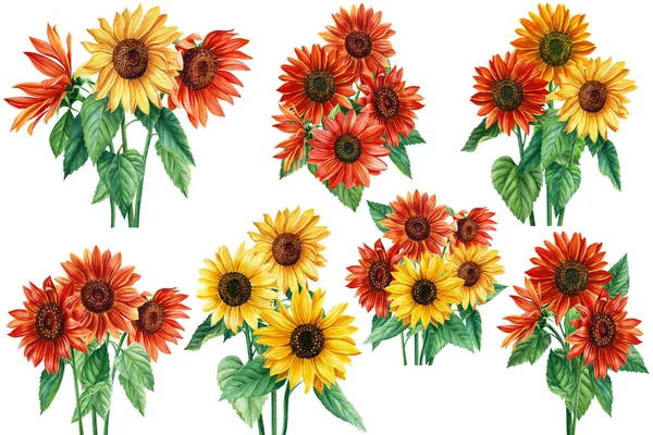 ชุดดอกทานตะวัน ดอกไม้สีน้ํา ดอกไม้สีเหลืองและสีแดง ภาพวาดด้วยมือสําหรับห่อกระดาษ การพิมพ์สิ่งทอ . — ภาพถ่ายสต็อก