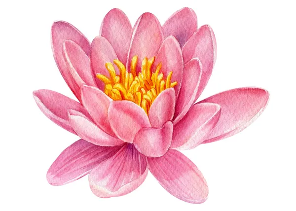 Flores de acuarela, loto rosa aislado sobre fondo blanco. Ilustración botánica —  Fotos de Stock