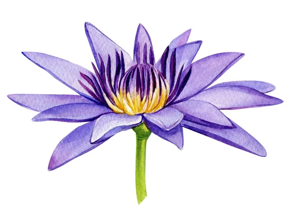 Lotus akvarel izolované na bílém pozadí. Ručně malovaný fialový lotosový květ. Botanická ilustrace. — Stock fotografie